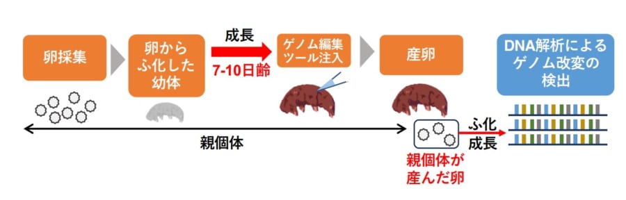 シンプルで効率的なクマムシのゲノム改変技術を確立！