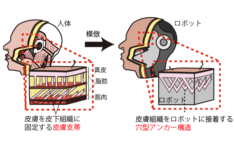 研究概要のイメージ図