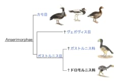 G. ニュートニはキジカモ類に属する「ドロモルニス科」の一種