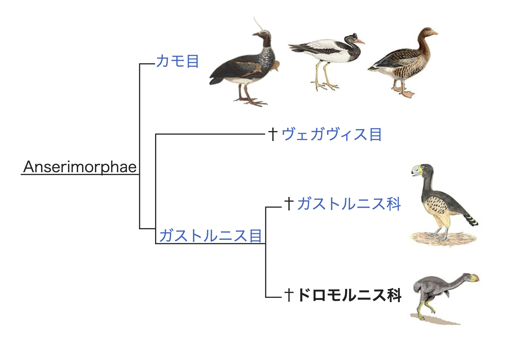 G. ニュートニはキジカモ類に属する「ドロモルニス科」の一種