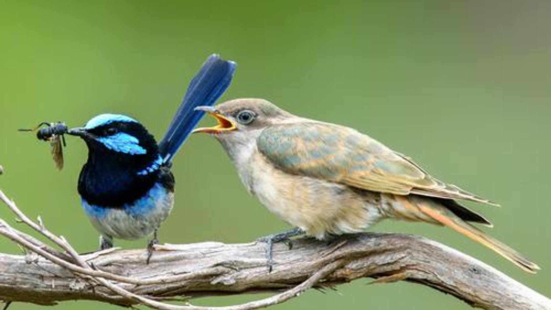 カッコウは托卵先に「雛を似せるように進化」させていたと判明！