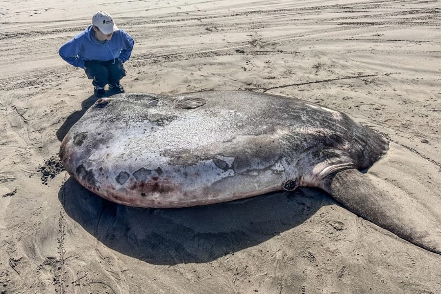 全長2m超えの巨大マンボウが米海岸に打ち上がる！実はすごく珍しい希少種だった