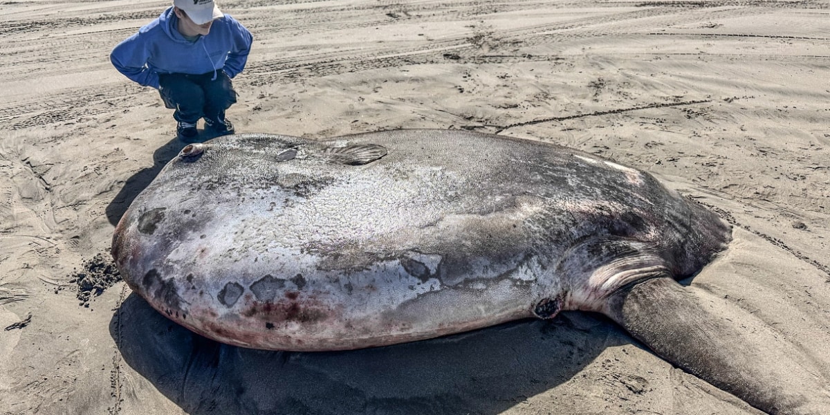 全長2m超えの巨大マンボウが米海岸に打ち上がる！新種認定されたばかりの希少種と判明