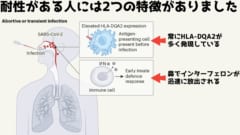 「鼻に直接」新型コロナウイルスを注入されても大丈夫な超人がいると判明！の画像 6/6