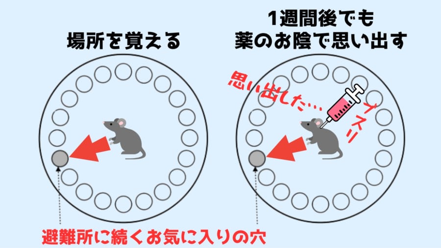 ヒスタミン神経細胞の活性化で場所の記憶を思い出せる