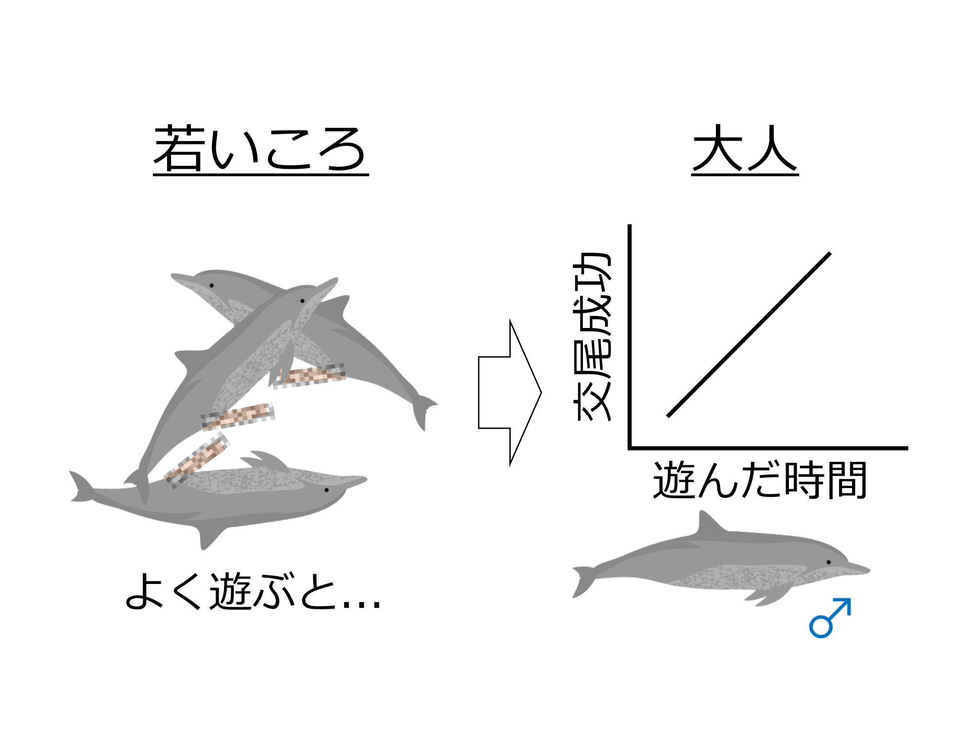 若い頃に遊んだオスのイルカほど、大人になってメスとの交尾に成功していた