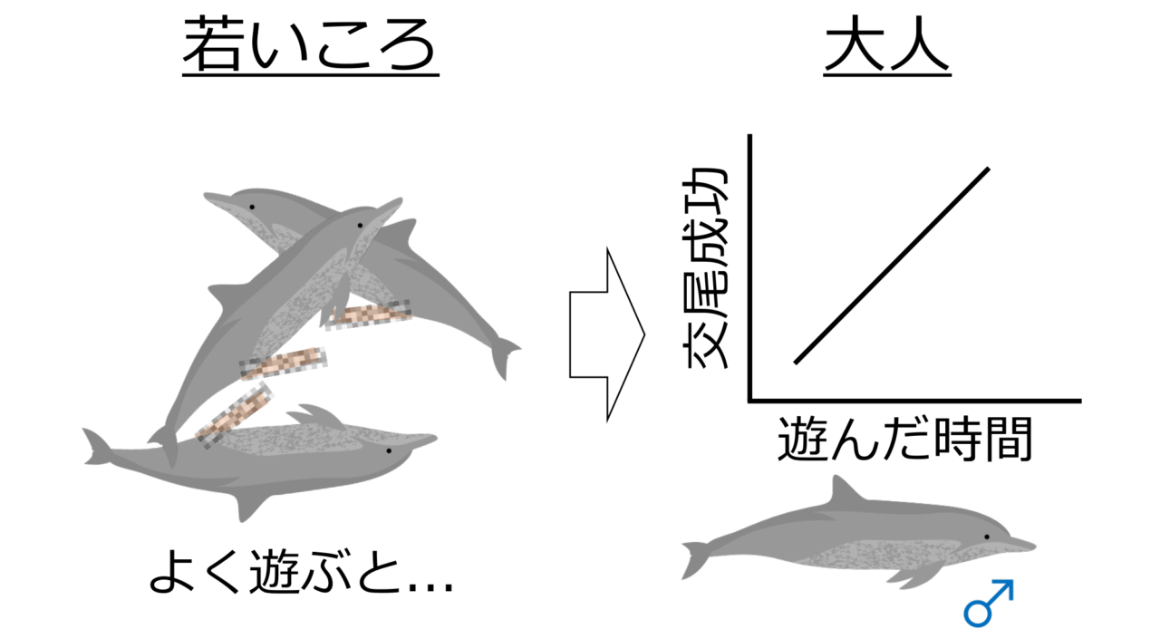 若い頃に遊んだオスのイルカほど、大人になってメスとの交尾に成功していた！