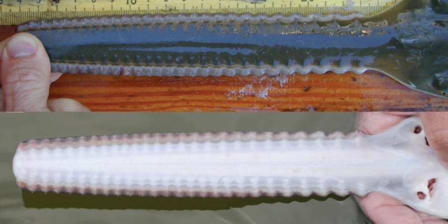 ノコギリエイの胎児にはノコギリ刃を収める「鞘」が付いている