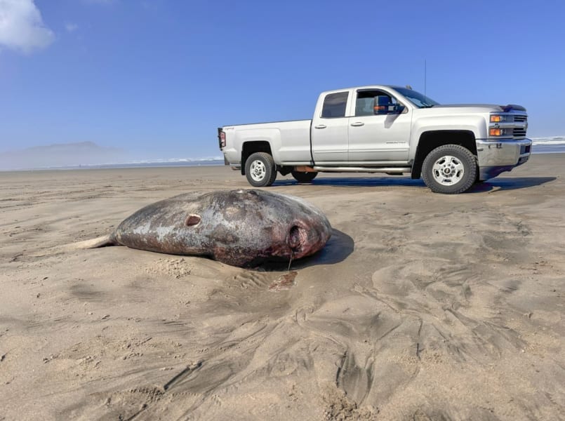 カクレマンボウの遺骸