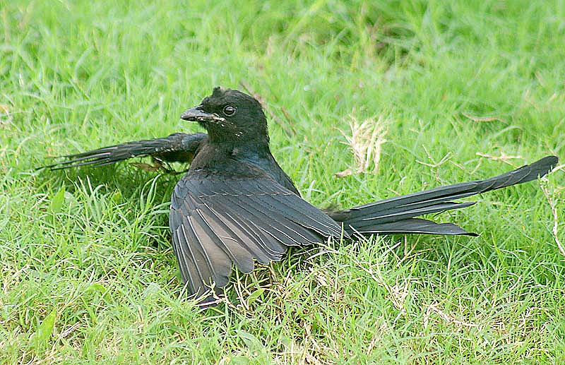 蟻浴の身振りをするオウチュウ