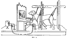 Yerkes, R. M., & Morgulis, S.（1909）1909年に出版されたパブロフの犬にかんして書かれた絵。パブロフと言えばこの実験だがパブロフは犬を使って他の実験も行っていました