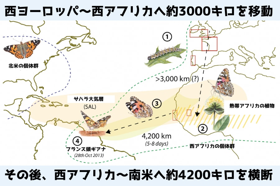 合計7000キロ以上を移動していた！