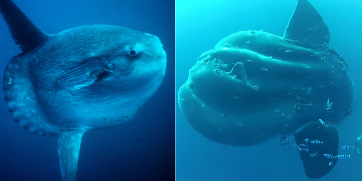 左がマンボウ、右がウシマンボウ