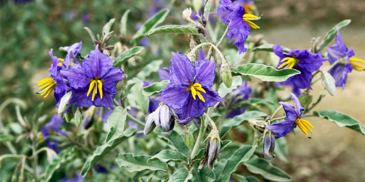 ある雑草は草刈りされ続けることで生存力を高める