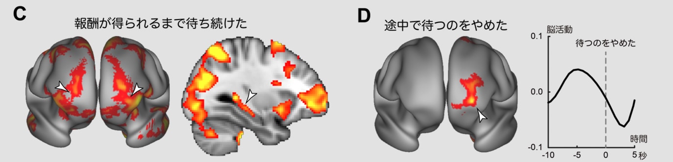 C：報酬を待つときに「前頭前野」と「海馬」が活性化、D：前頭前野の活動が小さくなると待つのをやめた