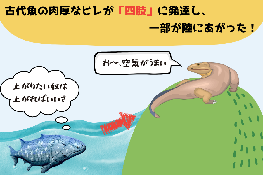 約3億6000万年以上前に肉鰭類の一部が陸に上がり、四肢動物が生まれた