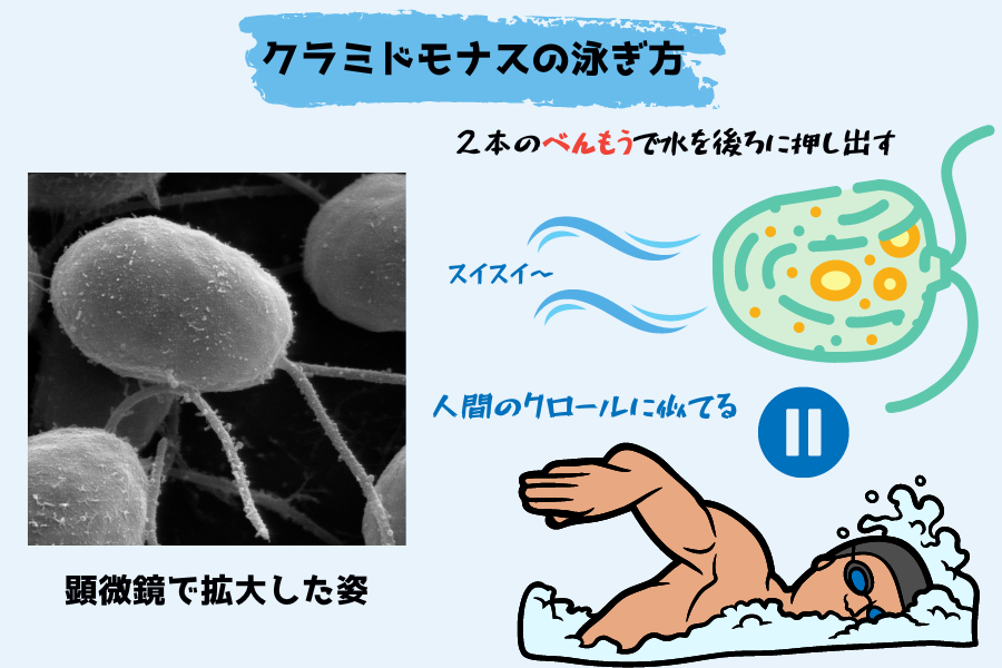 2本の鞭毛を使って泳ぐ