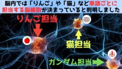 脳細胞の個々の発火から言葉の意味を検出することに成功！【ハーバード大】