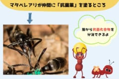 マタベレアリは抗菌化合物を分泌して、仲間の傷口に塗る