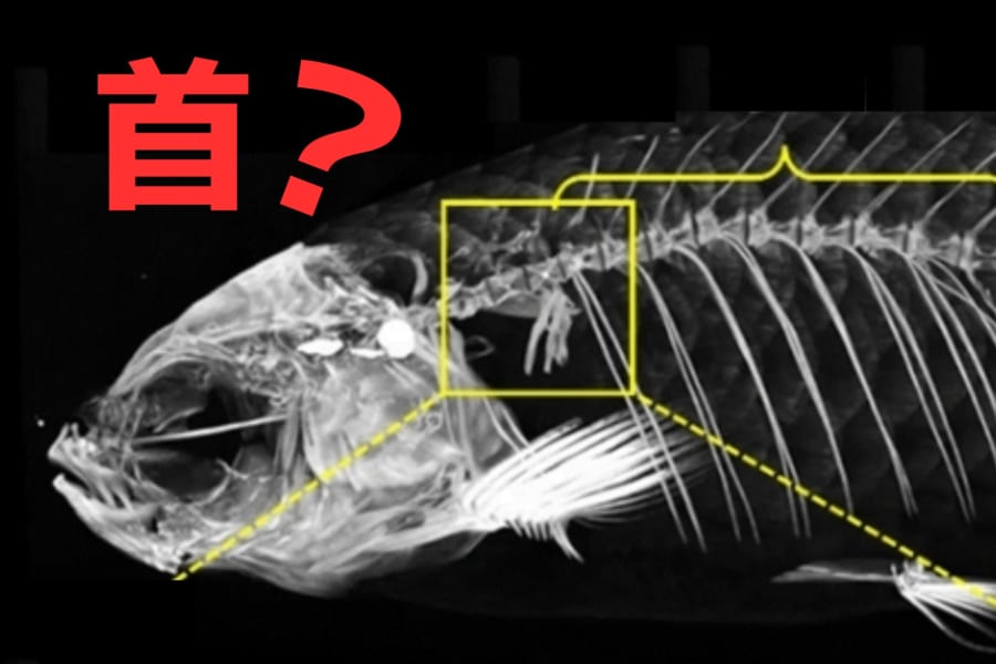 魚に首の骨はあるのか？意外な結果が判明