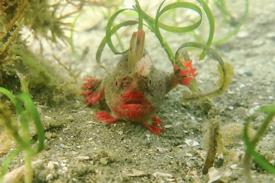 【まるで魚人】二本足で海底を歩く奇妙な魚「レッドハンドフィッシュ」