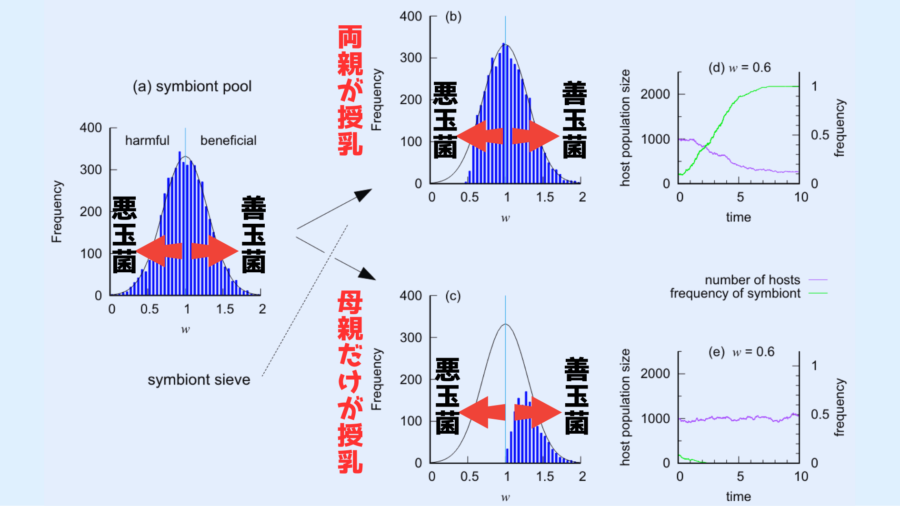 両方の親が授乳する場合には乳児に高確率で悪玉菌が継承されフィルター機能もないため、いつまでたっても悪玉菌は排除できませんでした。しかし未感染の母親が子供に授乳するケースが何世代にもわたって続くと連続的な浄化効果が発生し、やがて善玉菌のみが残るようになりました。