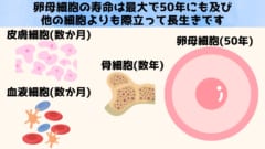 なぜ卵母細胞は普通の細胞よりも長生きなのか？その理由をタンパク質の寿命の観点から調べます