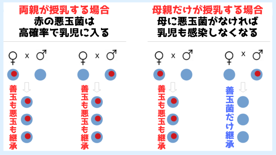 授乳する母親が感染していないケースには悪玉菌を集団から除外する浄化機能として働きます。