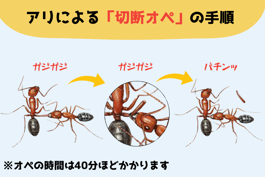 成功率9割「切断手術」で仲間を救うアリ、ヒト以外で初の発見！！