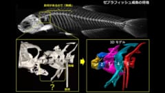 魚の頭蓋骨と胸骨の間には4個の骨があることが知られています。しかしそれら4個が首の骨かどうかは不明でした