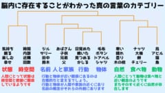 このカテゴリーは主観による区分ではなく脳の活動から導き出された生物学的なものです