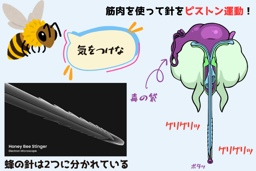 針の拡大図（左）、蜂の針に付着している筋肉の構造（右）