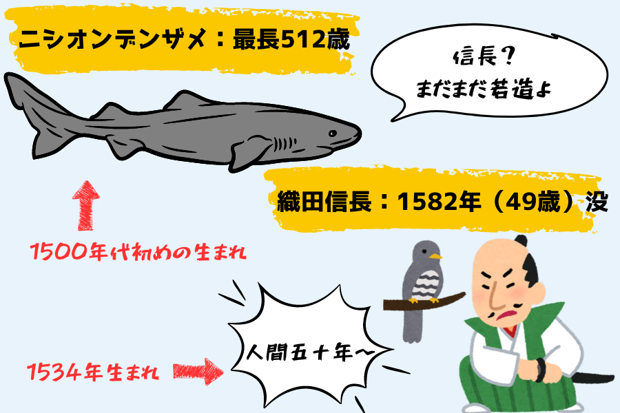 ニシオンデンザメの最長は512歳！