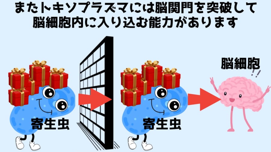 トキソプラズマは脳関門を突破する能力があります