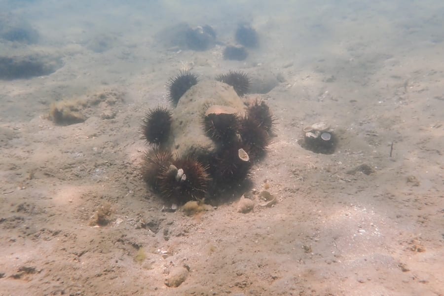 海草を食べすぎるウニを除去