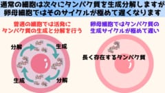 活発な細胞の活動は老化を引き起こします。そのため卵母細胞では活動レベルを落としてタンパク質の更新を控えています。