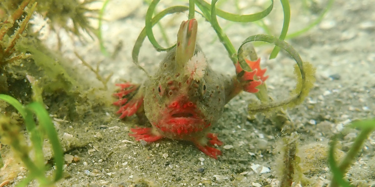 泳げないけど歩けるモヒカン魚「レッドハンドフィッシュ」がピンチ！地球に残り100匹？