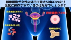 【ケンブリッジ大学】卵母細胞が体内で何十年も保存できる仕組みを解明！