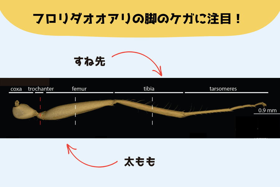 太ももとすね先のケガに注目