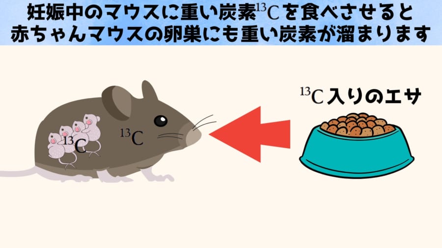 子宮の中にいる間に重い炭素（炭素13）のエサを与え、生まれてきてからは普通の炭素（炭素12）を含むエサを与えます。こうすることで卵母細胞内部に残るタンパク質の量が判ります