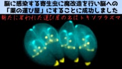 脳に感染する寄生虫を脳への「薬の運び屋」にすることに成功！