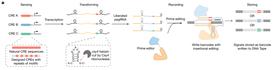 より詳しい仕組み：ENGRAMの概略図。内在性またはデザインされたCREは、シグナル依存的にPol2を介し、埋め込まれたpegRNAを持つCsy4転写産物を産生する。Csy4は自身の転写産物から2つの17 bp csy4ヘアピンを切断し、pegRNAを解放してDNAテープにCRE特異的挿入バーコードを書き込む。