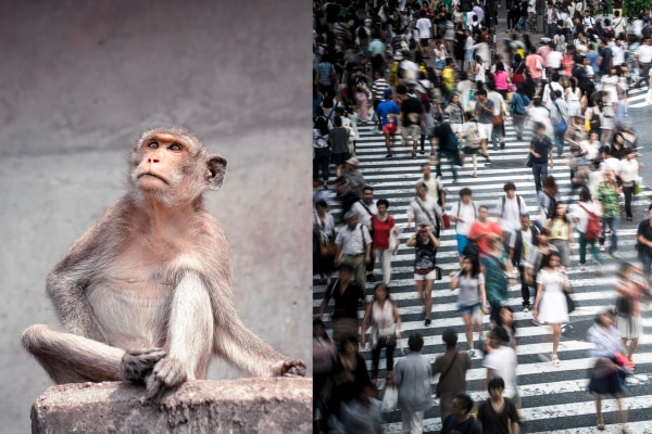 【ぼっちへの進化】サルの祖先は群れをやめて単独生活に戻っていた