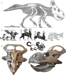 プロトケラトプスの骨格とグリフォンの類似点は少ない