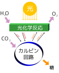 光合成の簡単な図解