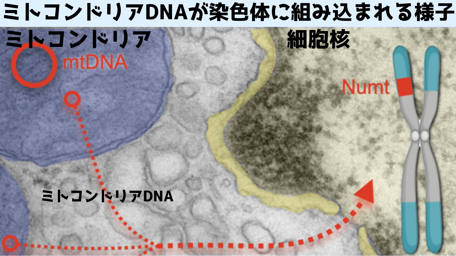 「まるでウイルス」ミトコンドリアは人間の脳細胞に自分のDNAを送り込んでいた！の画像 3/4