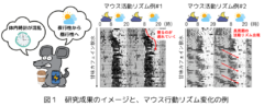 甘味カフェイン水の摂取でマウスの体内時計が狂い始めた