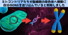 ミトコンドリアは脳細胞に自分のDNAを送り込んでいると判明！