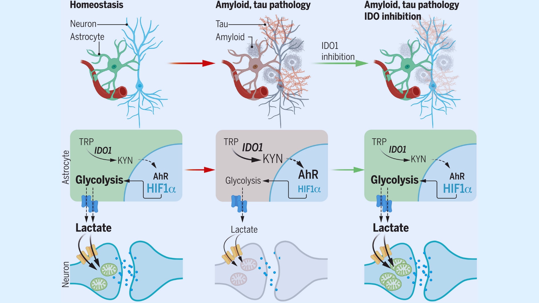 詳しい解説：(左) アストロサイト (緑色) は乳酸を生成し、解糖遺伝子の発現は低酸素誘導因子 1-α (HIF1α) によって部分的に制御されます。十分な乳酸がアストロサイトからニューロン (青色) に転送され、ニューロンのミトコンドリア呼吸とシナプス活動に燃料を供給します。(中央) アストロサイトの IDO1 による KYN 生成が増加し、AhR と HIF1α の核シグナル伝達のバランスが崩れ、アストロサイトの解糖、乳酸生成、ニューロン活動の代謝サポートが減少します。(右) アストロサイトの KYN が減少すると、ニューロンの解糖と代謝サポートが回復し、アミロイドとタウの病状の重症度が軽減されます。