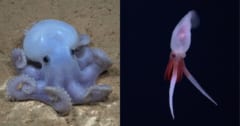 深海探検で「未知の生物」を新発見！生きた姿を初めて見る「幻のイカ」も！の画像 1/9